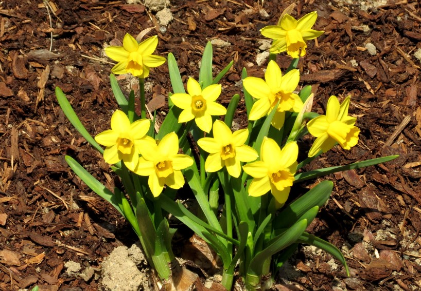 Mein Garten April 2016 (7)