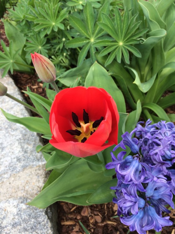 garten mai 2016 (1)