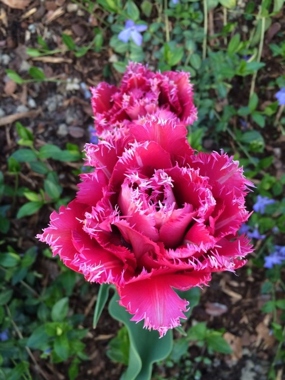 garten mai 2016 (7)