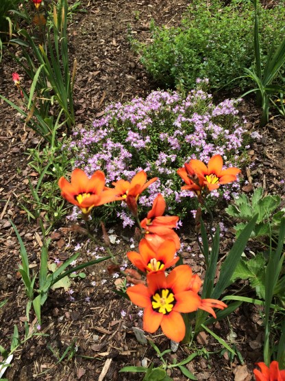 Garten Juni 2016 (2)