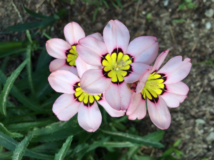 Garten Juni 2016 (3)