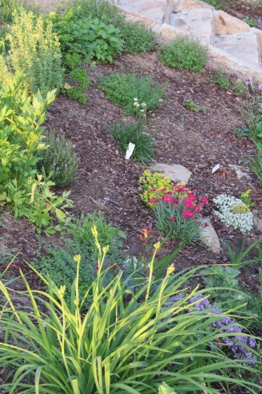 Garten Juni 2016 (5)