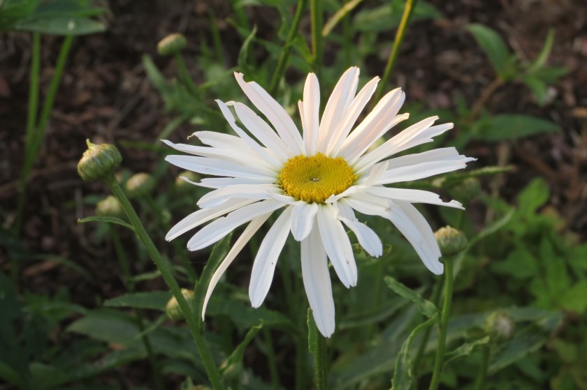 Garten Juni 2016 (6)