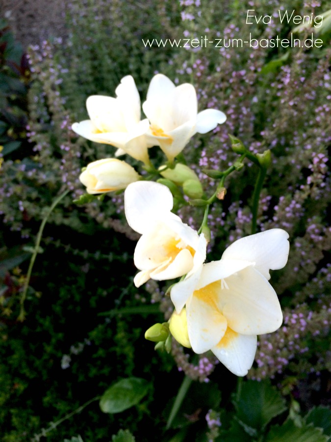 mein garten september 2016 (4)